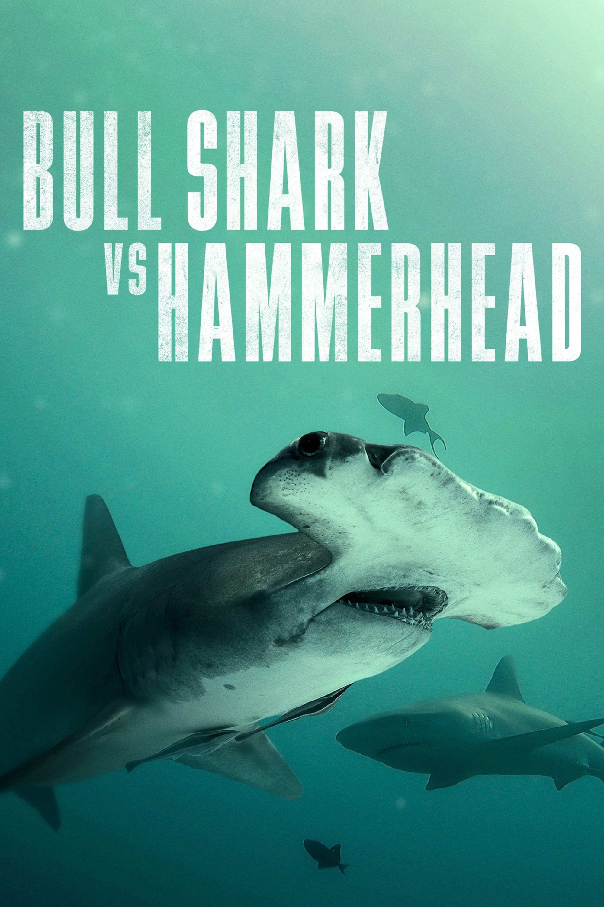 Bull Shark vs Hammerhead Full Movie